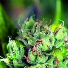 Tahoe Cure Feminised